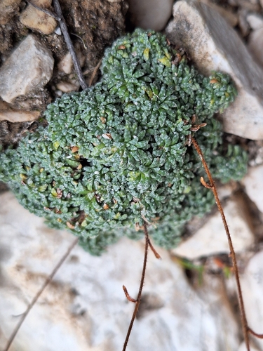 Blue Saxifrage