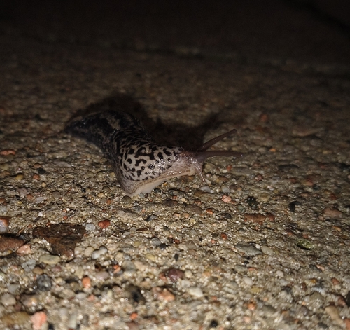 Leopard Slug