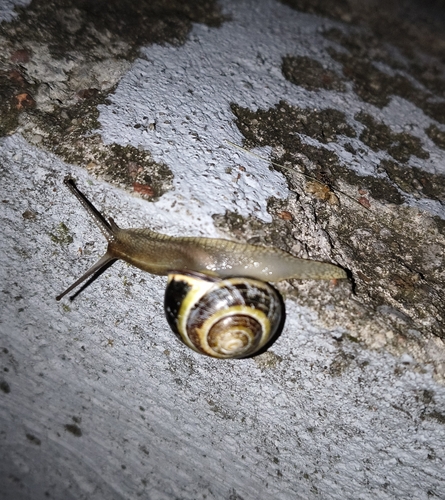Brown-lipped Snail