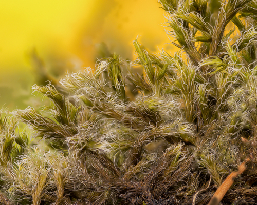 Woolly Fringe-moss