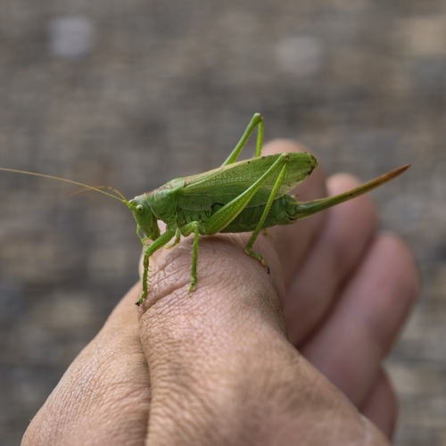 Upland Green Bush-cricket