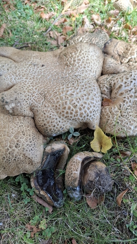 Rooting Bolete