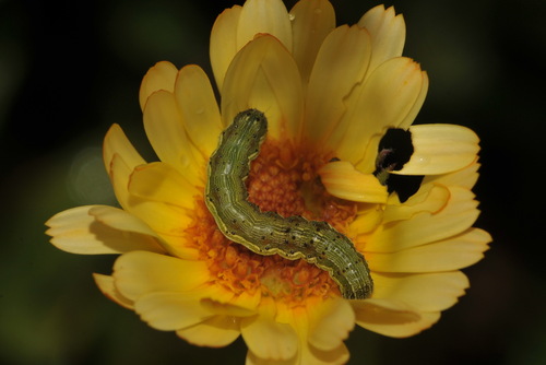 Cotton Bollworm Moth