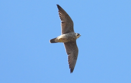 Peregrine Falcon