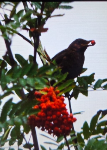 Eurasian Blackbird