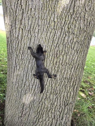 Eastern Gray Squirrel