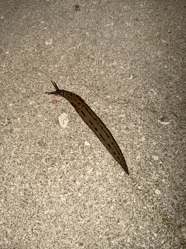 Leopard Slug