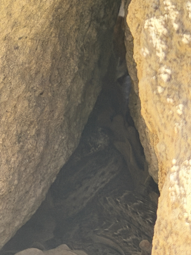 Western Montpellier Snake