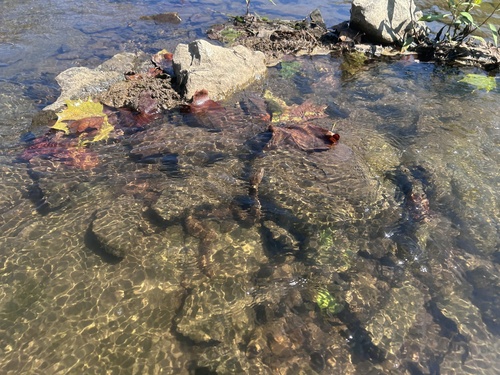 Common Watersnake