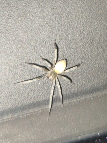 Northern Yellow Sac Spider