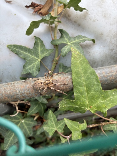 Mediterranean Spiny False Wolf Spider