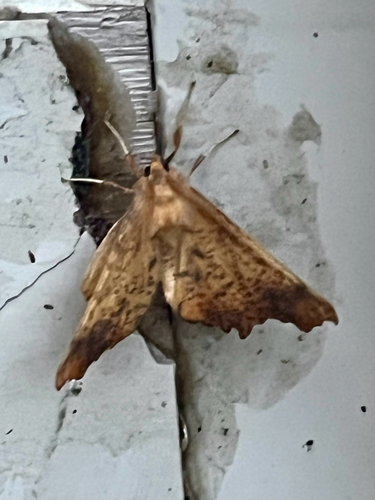 Maple Spanworm Moth