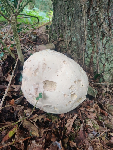 giant puffball