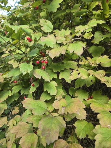 Наблюдение на iNaturalist