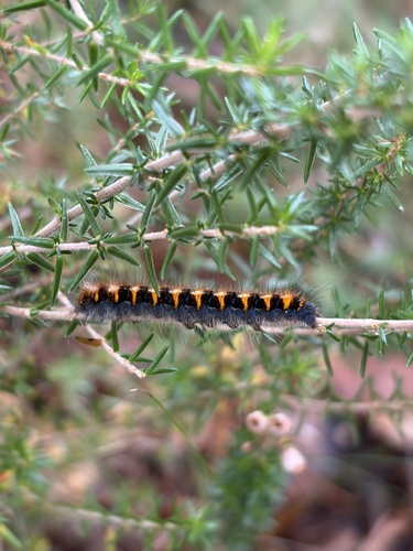 Oak Eggar