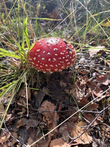 Fly Agaric
