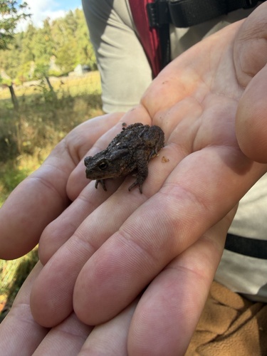 European Toad