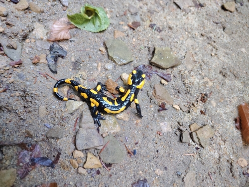 Fire Salamander