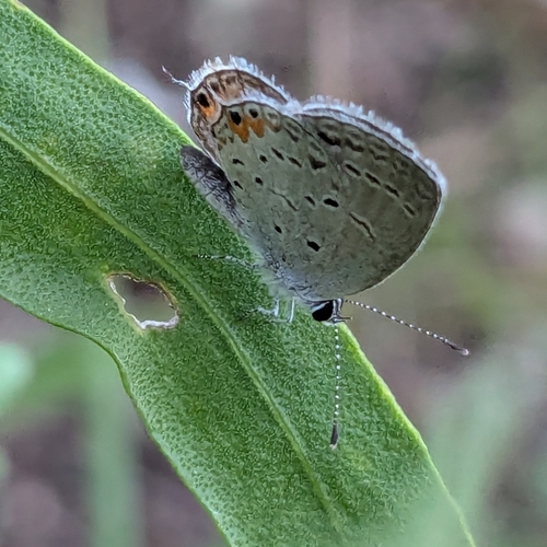 Eastern Tailed-Blue