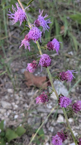 rough blazing star
