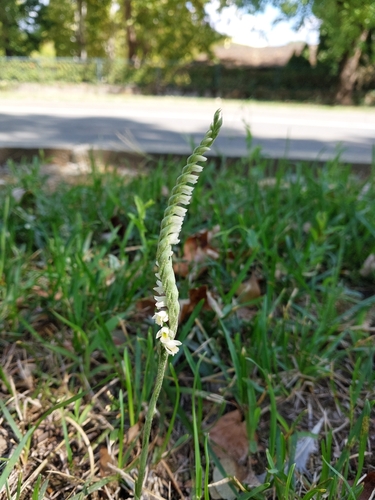 Autumn Ladies' Tresses