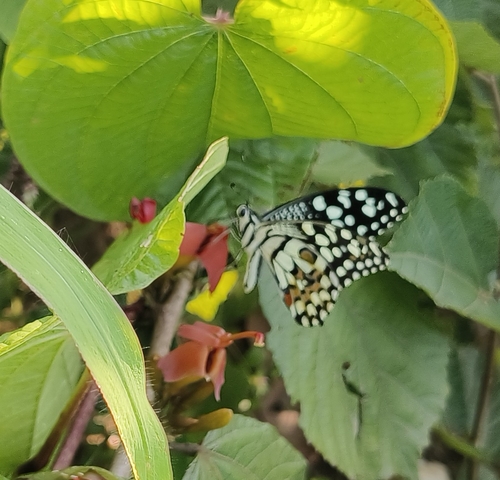 Lime Swallowtail