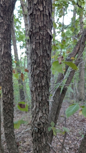 American hophornbeam