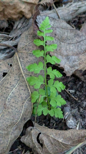lowland brittle fern
