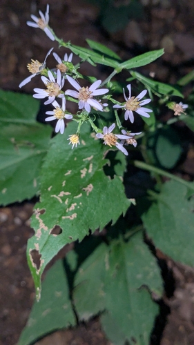 Common Blue Wood Aster