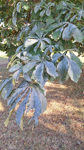 Horse-chestnut Leafminer