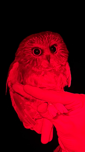 Northern Saw-whet Owl observed by skippychompy