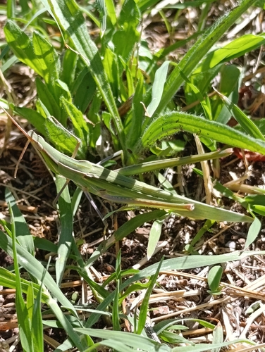 Mediterranean Slant-faced Grasshopper