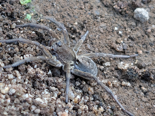 Grey Wolf Spider