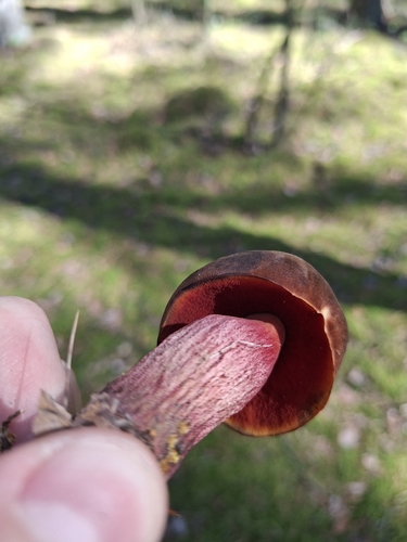 Dotted Stem Bolete