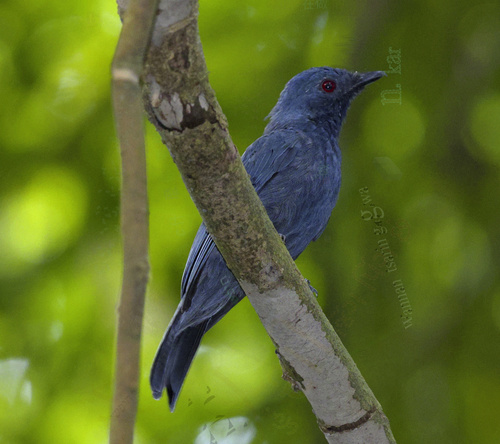 Maroon-breasted Philentoma