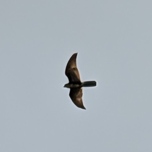 Brown Falcon