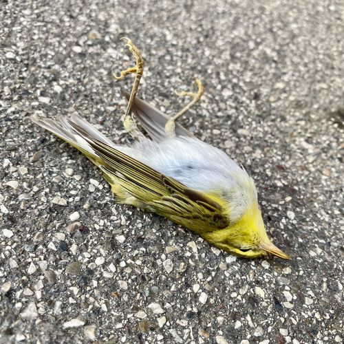 Wood Warbler