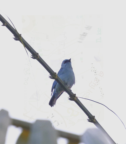 Verditer Flycatcher