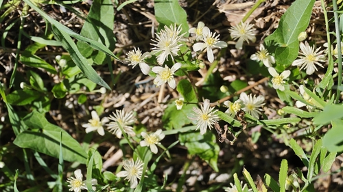 Old man's beard