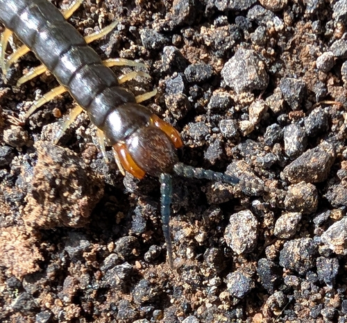Westwood's Green Centipede