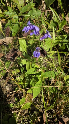 great blue lobelia