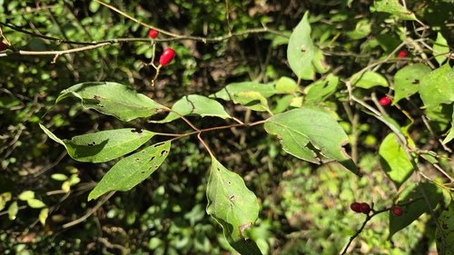 northern spicebush