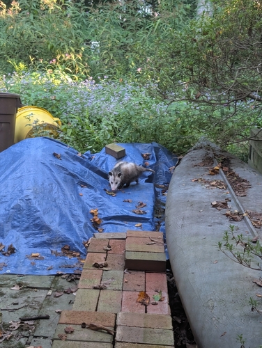 Virginia Opossum observed by suzy98