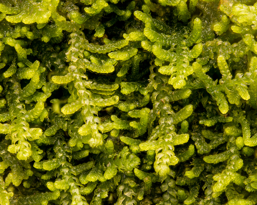 Creeping Fingerwort
