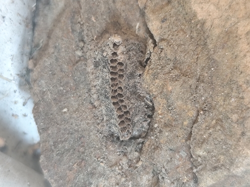 Mediterranean Mantis