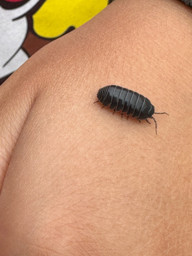 Common Pill Woodlouse