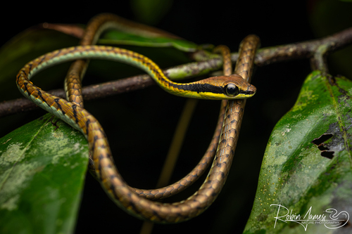 Banded Bronzeback