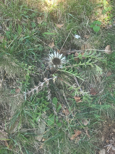 Silver Thistle