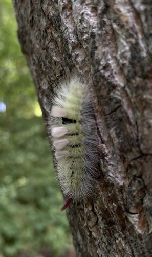 Pale Tussock Moth