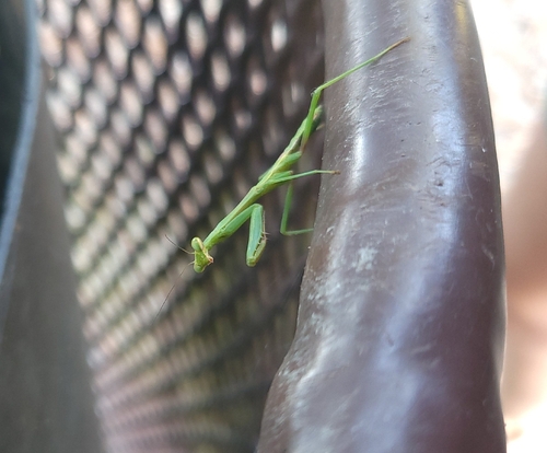 Carolina Mantis